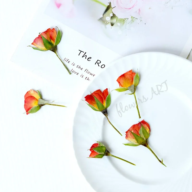 Pétales de rose pressés, fleur - Baby Products Decoration avis et prix
